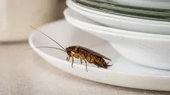 Das machen 99 % der Menschen: Der Grund, warum Kakerlaken sogar in einer sauberen Wohnung auftauchen
